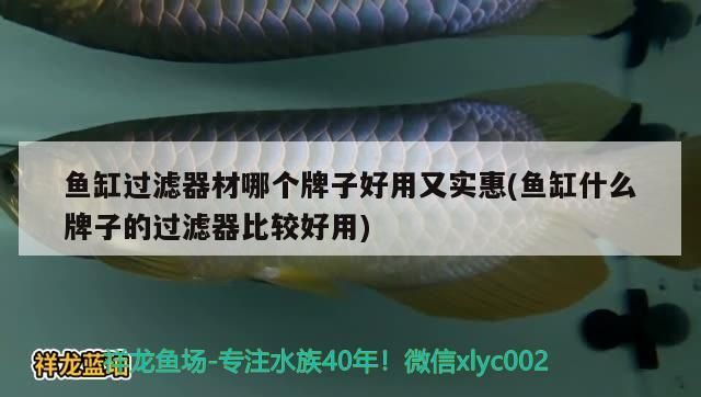 魚缸過濾器材哪個牌子好用又實惠(魚缸什么牌子的過濾器比較好用)（佳寶過濾器隊魚缸過濾器哪個牌子好用又實惠又實惠）