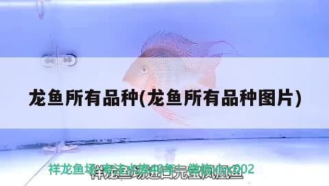 龍魚所有品種(龍魚所有品種圖片)（龍魚的飼養與管理）