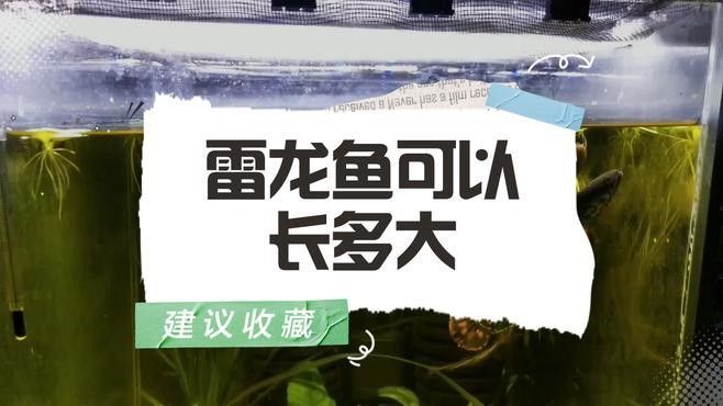 雷龍魚混養需要多大的魚缸（雷龍魚混養需要多大的魚缸，）