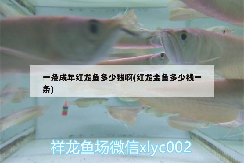 一條成年紅龍魚多少錢啊(紅龍金魚多少錢一條)（一條成年紅龍魚多少錢）
