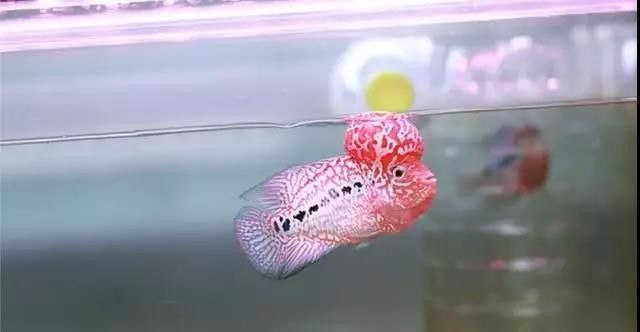 金明哪個水族館龍魚好？祥龍魚場龍魚（廣州龍魚祥龍魚場）