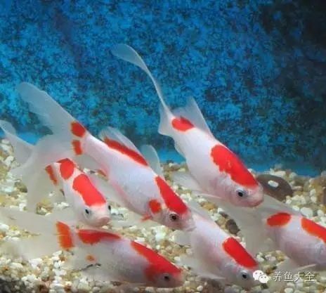 鄭州龍魚群，你了解多少，男子吃過最貴的一盤魚，死亡后含淚清蒸進行品嘗，引起網友熱議
