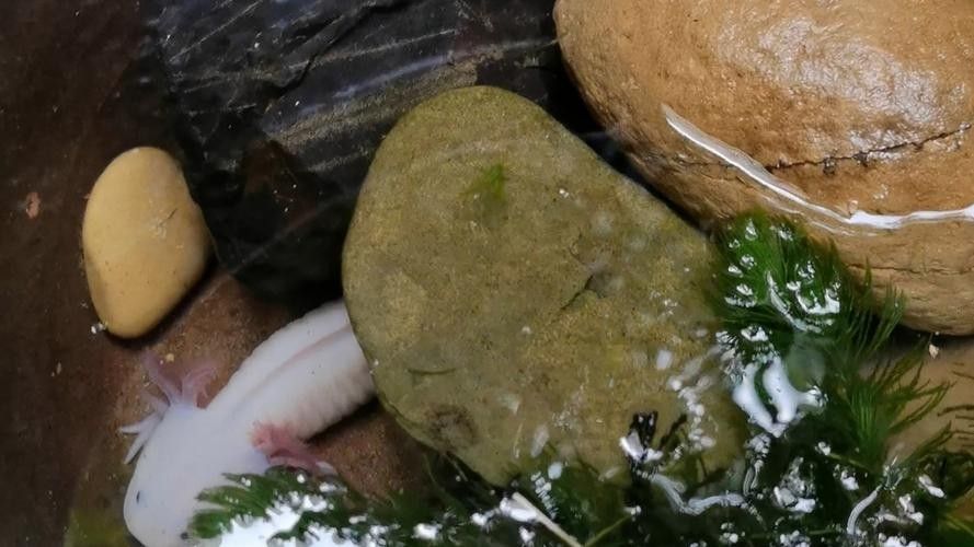 恐龍魚可以喂哪些蔬菜（給恐龍魚喂什么蔬菜最好）