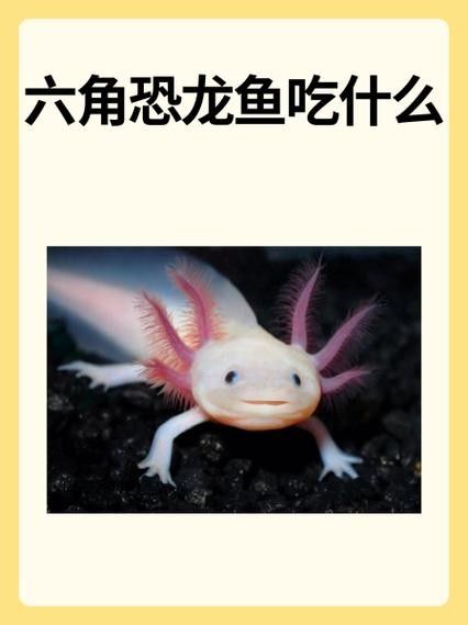 恐龍魚可以喂哪些蔬菜（給恐龍魚喂什么蔬菜最好）