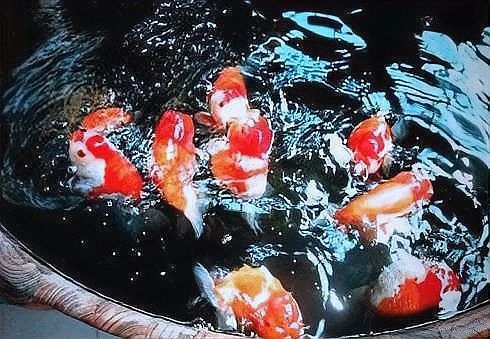 恐龍魚可以喂哪些蔬菜（給恐龍魚喂什么蔬菜最好）