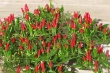 紅龍辣椒需要多大的花盆？（種植紅龍辣椒時，選擇合適的花盆大小是確保植株健康成長的關鍵因素之一）