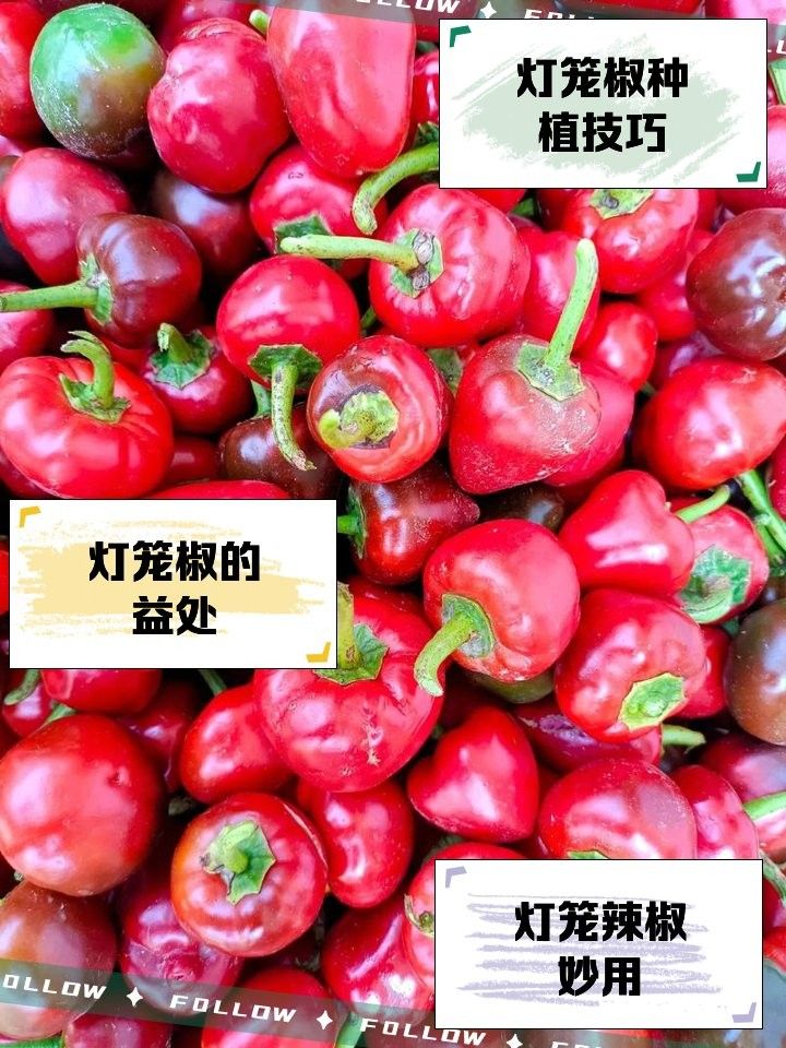 紅龍辣椒需要多大的花盆？（種植紅龍辣椒時，選擇合適的花盆大小是確保植株健康成長的關鍵因素之一）