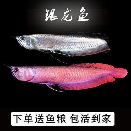 粉色金龍魚適合新手嗎（新手適合養金龍魚嗎）