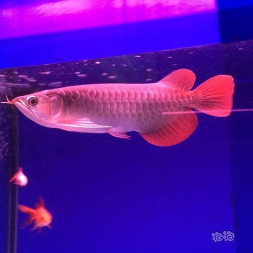 粉色金龍魚適合新手嗎（新手適合養金龍魚嗎）