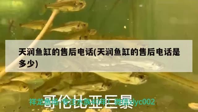 天潤魚缸的售后電話(天潤魚缸的售后電話是多少)（天潤魚缸售后電話是多少、天潤魚缸的售后電話是多少）