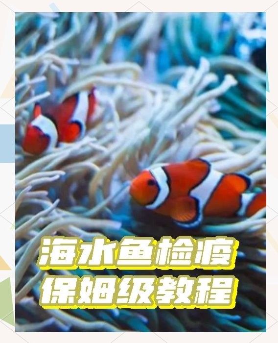 龍魚內外寄檢疫的具體步驟是什么（龍魚內外寄檢疫的具體操作步驟）