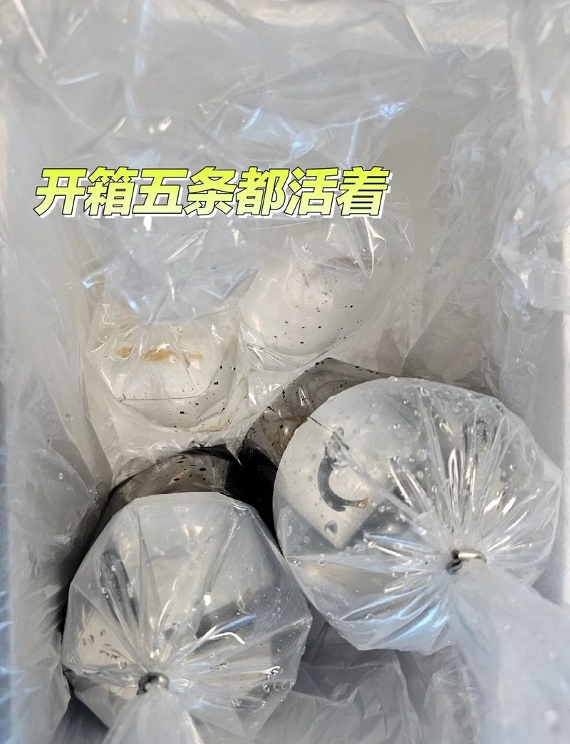 龍魚內外寄檢疫的具體步驟是什么（龍魚內外寄檢疫的具體操作步驟）