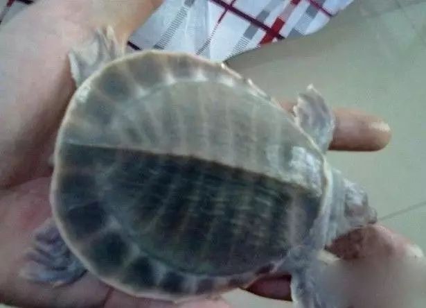 如何判斷龍魚是否患有鰓膜過長？（如何判斷龍魚是否患有鰓膜過長）