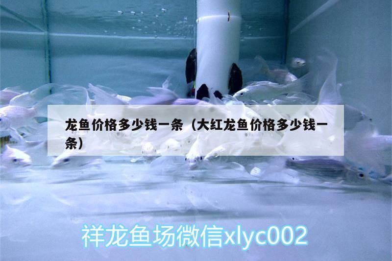 龍魚價(jià)格多少錢一條（大紅龍魚價(jià)格多少錢一條）（龍魚價(jià)格多少錢一條）