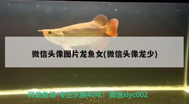 微信頭像圖片龍魚女(微信頭像龍少)（帶來好運的微信頭像圖片圖片大全）