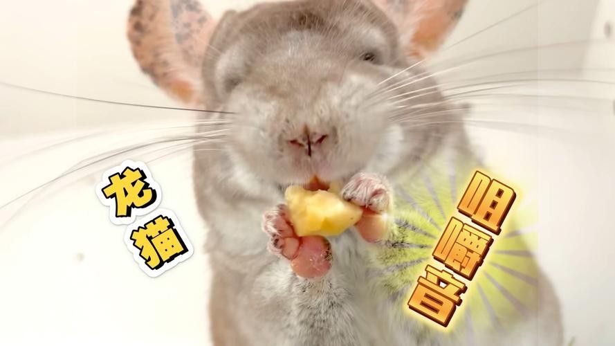 龍貓可以吃哪些水果（龍貓可以吃哪些新鮮水果）