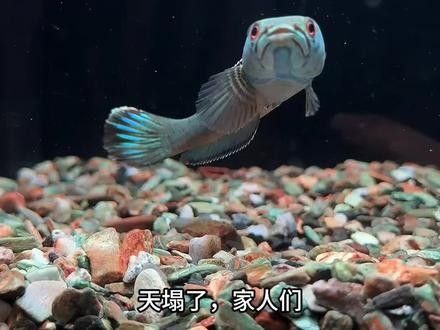 如何給雷龍魚(yú)進(jìn)行檢疫（雷龍魚(yú)檢疫步驟和注意事項(xiàng)）