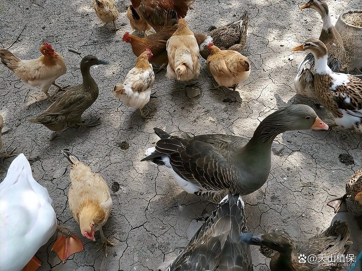 混養時如何減少領地沖突（養動物時領地沖突怎么辦？）