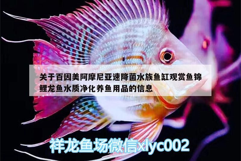 魚(yú)缸過(guò)濾器選購(gòu)指南:自制魚(yú)缸過(guò)濾器魚(yú)缸上置過(guò)濾器對(duì)于養(yǎng)魚(yú)愛(ài)好者的必備知識(shí) 關(guān)于百因美阿摩尼亞速降菌水族魚(yú)缸觀賞魚(yú)錦鯉龍魚(yú)水質(zhì)凈化養(yǎng)魚(yú)用品的信息(百因美阿摩尼亞速降菌水族觀賞魚(yú)錦鯉龍魚(yú)水質(zhì)凈化養(yǎng)魚(yú)用品) 觀賞魚(yú)百科 關(guān)于百因美阿摩尼亞速降菌水族魚(yú)缸觀賞魚(yú)錦鯉龍魚(yú)水質(zhì)凈化養(yǎng)魚(yú)用品的信息(百因美阿摩尼亞速降菌水族觀賞魚(yú)錦鯉龍魚(yú)水質(zhì)凈化養(yǎng)魚(yú)用品) 關(guān)于百因美阿摩尼亞速降菌水族魚(yú)缸觀賞魚(yú)錦鯉龍魚(yú)水質(zhì)凈化養(yǎng)魚(yú)用品的信息(百因美阿摩尼亞速降菌水族觀賞魚(yú)錦鯉龍魚(yú)水質(zhì)凈化養(yǎng)魚(yú)用品) 觀賞魚(yú)百科
