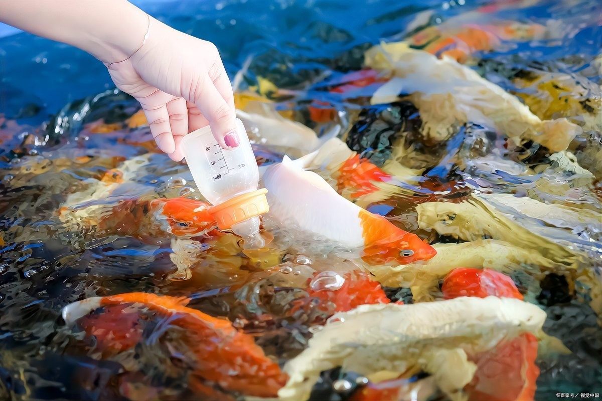 如何預防龍魚后三鰭感染？（龍魚后三鰭感染怎么辦）