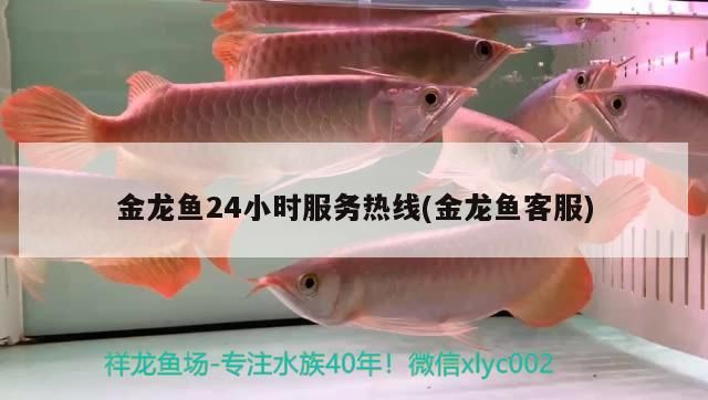 金龍魚24小時服務(wù)熱線(金龍魚客服)（金龍魚24小時服務(wù)熱線）
