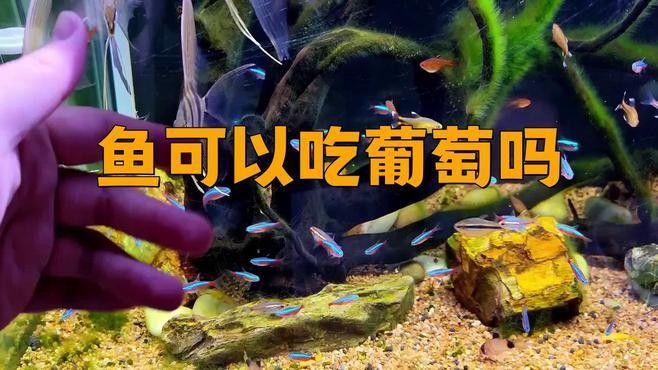 龍魚吃葡萄后多久消化（關于龍魚吃葡萄后多久能消化）