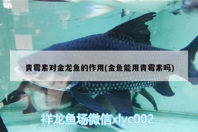 青霉素對金龍魚的作用(金魚能用青霉素嗎)（青霉素對金魚的作用）