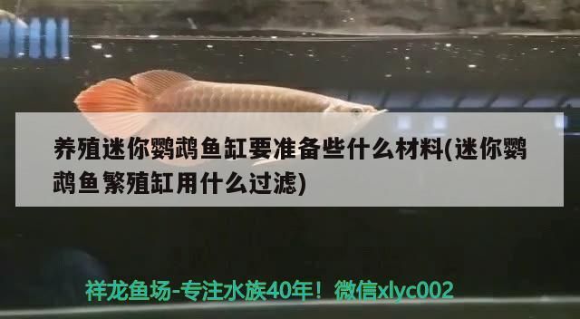 養(yǎng)殖迷你鸚鵡魚(yú)缸要準(zhǔn)備些什么材料(迷你鸚鵡魚(yú)繁殖缸用什么過(guò)濾)（養(yǎng)殖迷你鸚鵡魚(yú)需要準(zhǔn)備些什么材料）