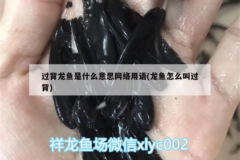 孔雀錦鯉和龍鳳錦鯉有什么區別，孔雀魚能和錦鯉混養嗎（孔雀錦鯉和龍鳳錦鯉有什么區別，）