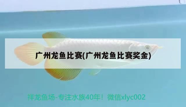 廣州龍魚比賽(廣州龍魚比賽獎金)（廣州龍魚比賽獎金、廣州龍魚比賽獎金、廣州龍魚比賽）