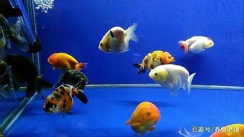 雷龍魚換水時需要加鹽嗎（雷龍魚換水技巧大揭秘,如何正確操作不傷魚佳期）
