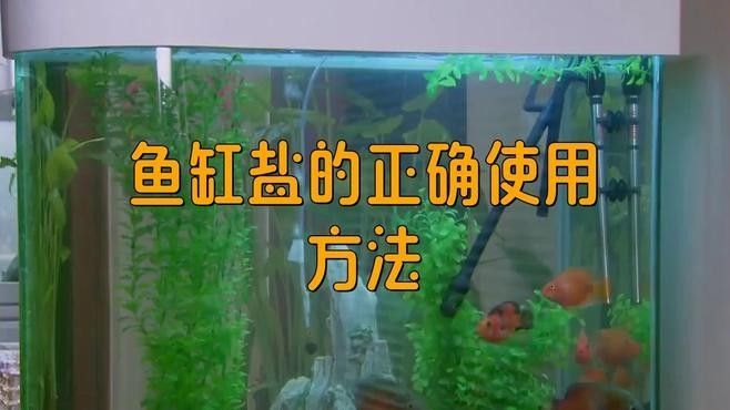 雷龍魚換水時需要加鹽嗎（雷龍魚換水技巧大揭秘,如何正確操作不傷魚佳期）
