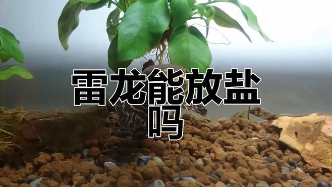 雷龍魚換水時需要加鹽嗎（雷龍魚換水技巧大揭秘,如何正確操作不傷魚佳期）