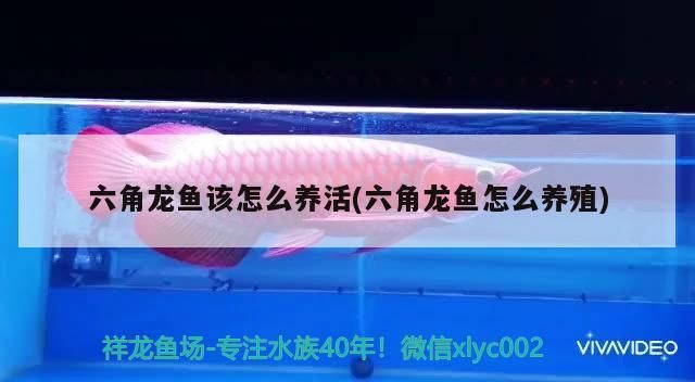 上海觀賞魚進(jìn)口商家有哪些品牌店鋪地址和電話(上海買觀賞魚的市場)（上海六角龍魚該怎么養(yǎng)活和六角龍魚怎么養(yǎng)活和六角龍魚）