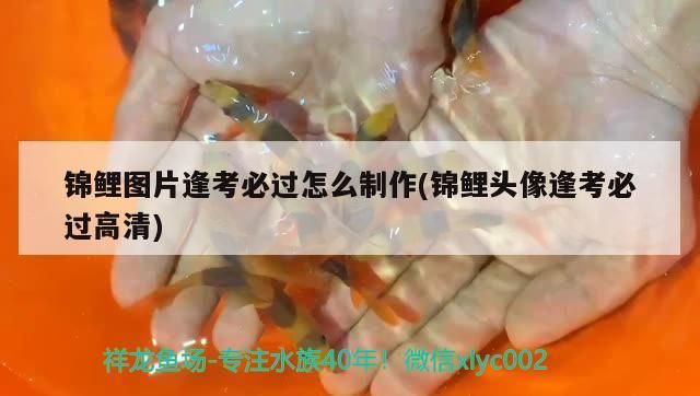 錦鯉圖片逢考必過怎么制作(錦鯉頭像逢考必過高清)