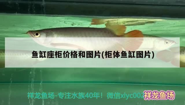 4厘米的六角龍魚適合多深的水，養(yǎng)龍魚深水缸好（4厘米六角龍魚適合多深的水，養(yǎng)龍魚深水缸好）