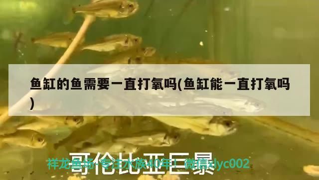 4厘米的六角龍魚適合多深的水，養(yǎng)龍魚深水缸好（4厘米六角龍魚適合多深的水，養(yǎng)龍魚深水缸好）