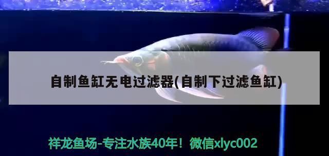 4厘米的六角龍魚適合多深的水，養(yǎng)龍魚深水缸好（4厘米六角龍魚適合多深的水，養(yǎng)龍魚深水缸好）