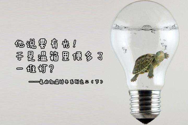 紅龍魚用白燈時需要加UV燈嗎（養紅龍魚用什么增色燈好看）