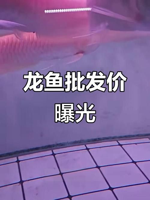 58同城上如何搜索龍魚交流群（58同城搜索龍魚交流群）