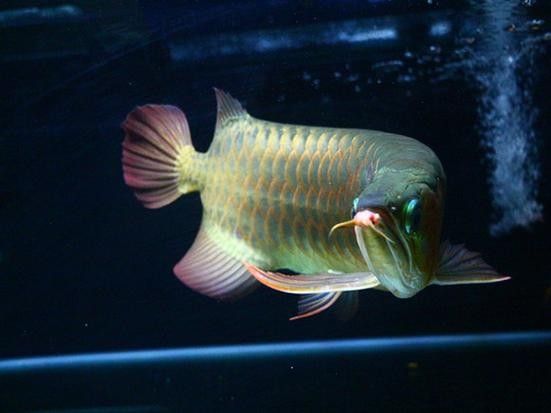 58同城上如何搜索龍魚交流群（58同城搜索龍魚交流群）