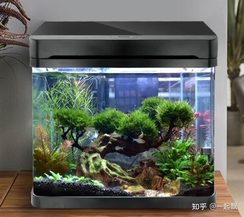 如何選擇合適的魚缸品牌？（魚缸品牌怎么選最新款魚缸品牌推薦及選購指南）