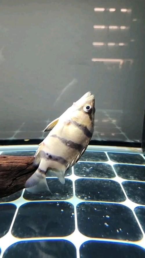 如何判斷紅老虎魚(yú)是否健康（怎樣判斷紅老虎魚(yú)是否健康）