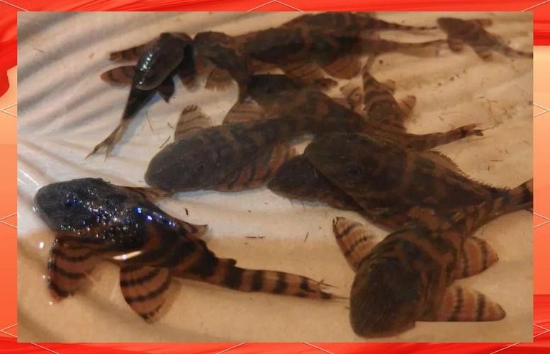 如何判斷紅老虎魚(yú)是否健康（怎樣判斷紅老虎魚(yú)是否健康）