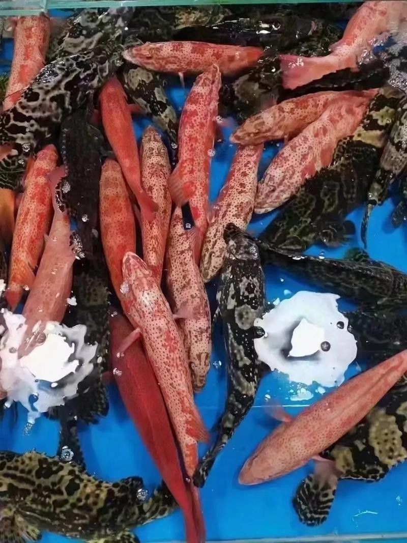 如何判斷紅老虎魚(yú)是否健康（怎樣判斷紅老虎魚(yú)是否健康）