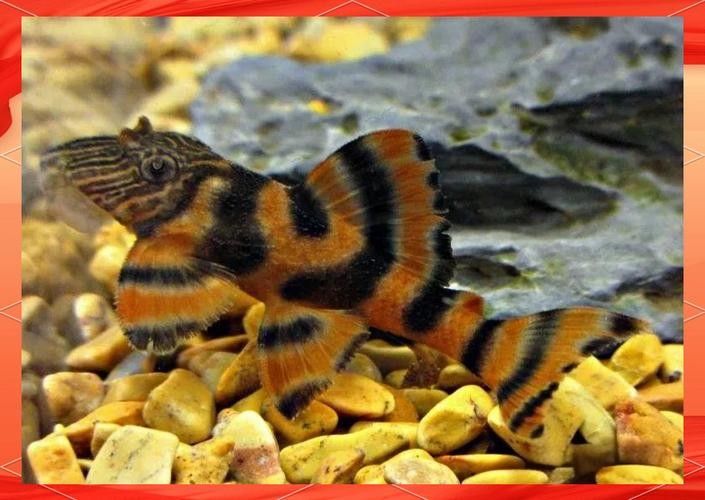 如何判斷紅老虎魚(yú)是否健康（怎樣判斷紅老虎魚(yú)是否健康）