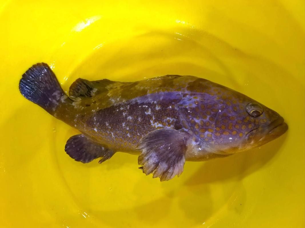 如何判斷紅老虎魚(yú)是否健康（怎樣判斷紅老虎魚(yú)是否健康）