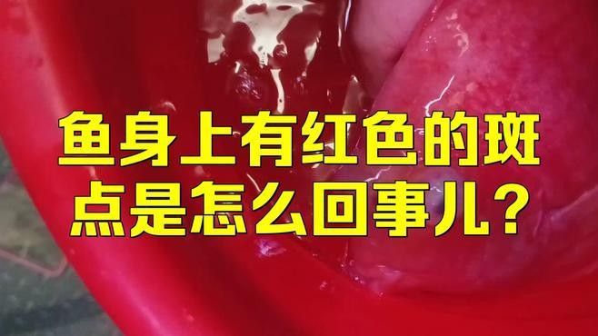 如何判斷紅老虎魚(yú)是否健康（怎樣判斷紅老虎魚(yú)是否健康）