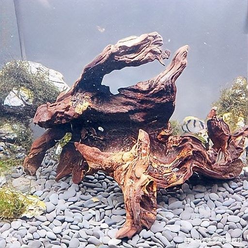 沉木入缸后需要多久適應（沉木入缸后的適應時間取決于多種因素）