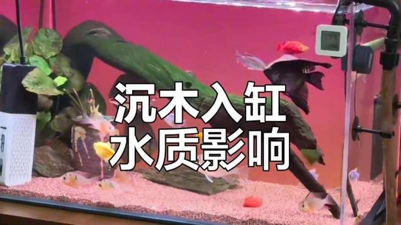 沉木入缸后需要多久適應（沉木入缸后的適應時間取決于多種因素）